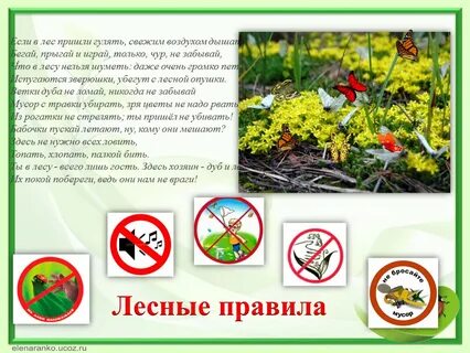 Берегите лес он очищает воздух
