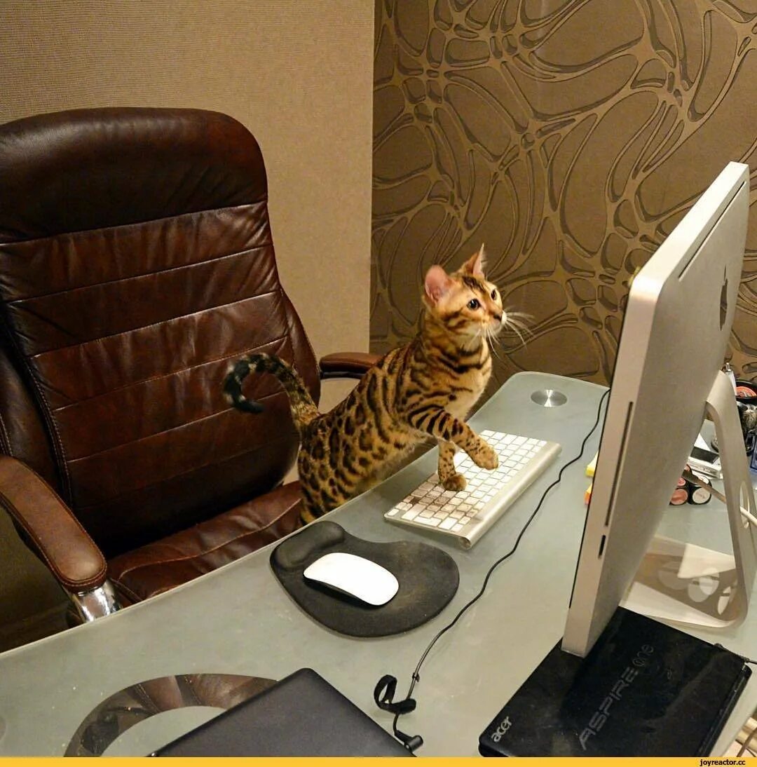 Кошка работает