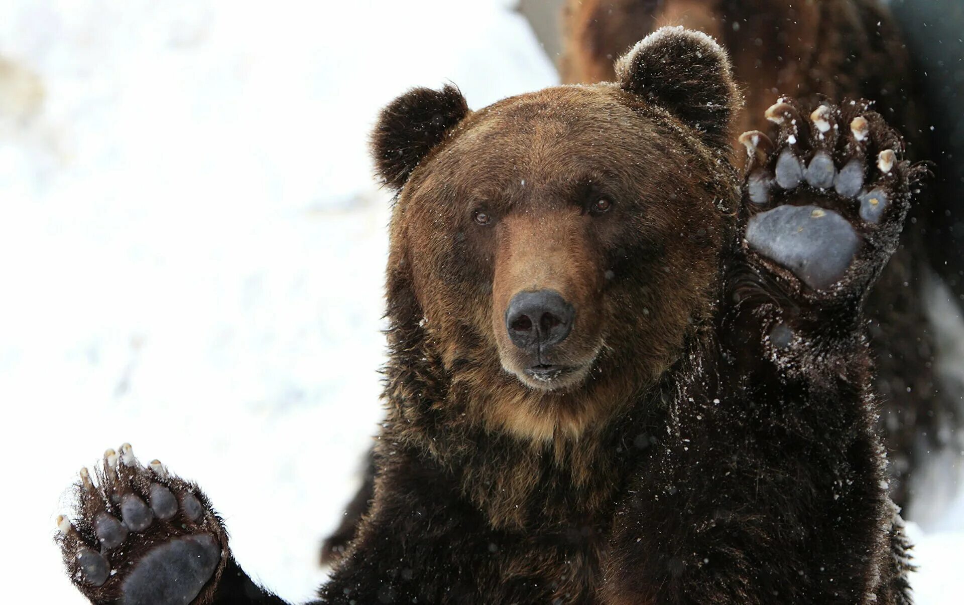 Фото медведей шатунов. Медведь гризли шатун. Бурый медведь шатун. Бурый медведь шатун. Бурый медведь шатун.