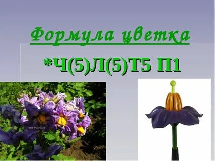 Ч 5 л 5 т5п1