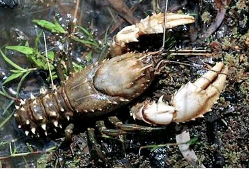 Пресноводный рак, Astacopsis Gouldi. Речной лобстер. Австралийский пресноводный лобстер. Пресноводный Омар. Большой речной рак