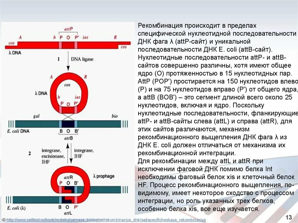 Определение рекомбинации. Механизмы рекомбинации. механизм сайт специфической рекомбинации. рекомбинация днк. механизм рекомбинации микробиология.