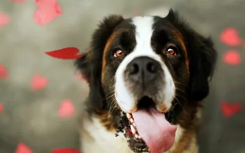 Dogs download