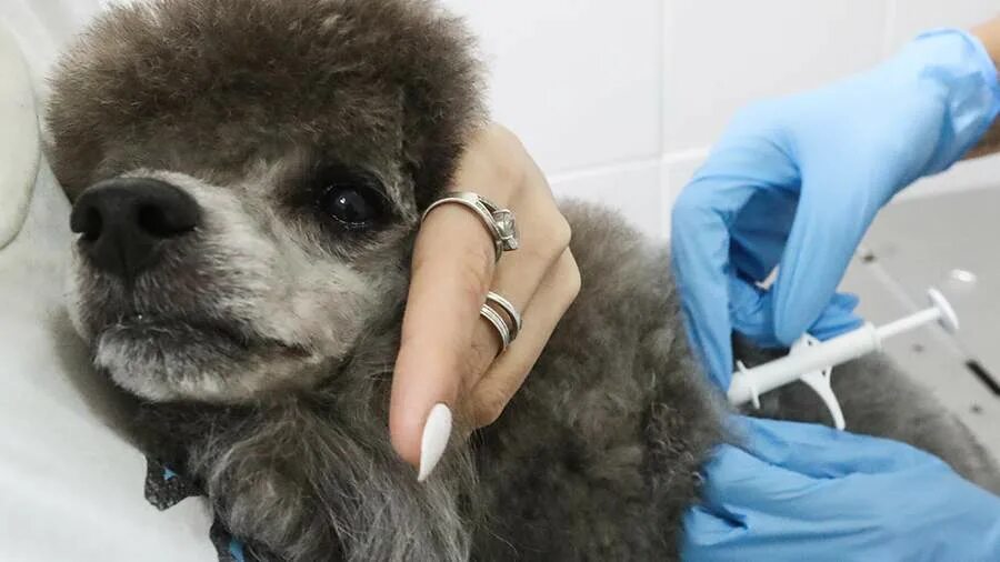 Закон о маркировке животных. Маркировка животные. Налоги и маркировка животных. Закон о маркировке животных. Rfid-система идентификации животных.