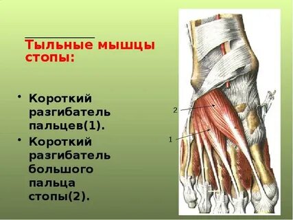 Теносиновит сухожилия мышцы
