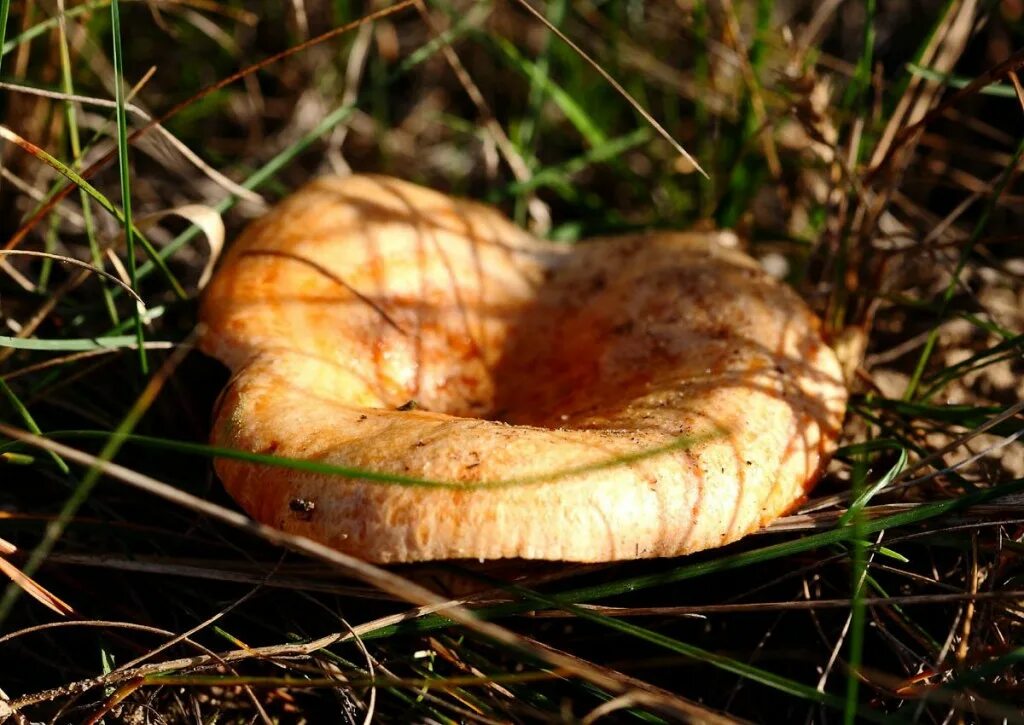 Рыжики грибы какие леса. Рыжик сосновыйборовой (lactarius deliciosus);. рыжики грибы. рыжик сосновый деликатесный. рыжик гриб рыжик.