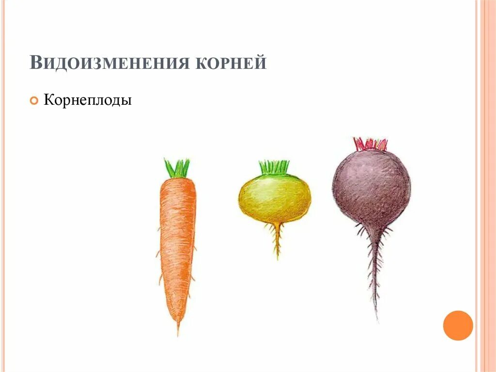 Корнеплод система. Корнеплод система. Корнеплод свеклы это видоизмененный корень. Строение мочковатой корневой. Стержневой и мочковатый корень.