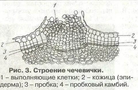 Значение пробки