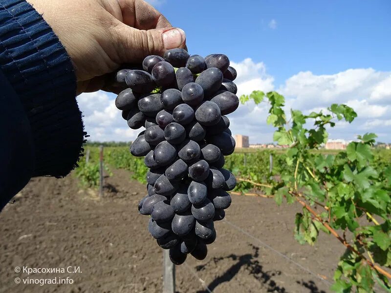 Виноград макси отзывы. Виноград плевен. Виноград сорт макси белый. Виноград макси отзывы. Виноград макси белый.