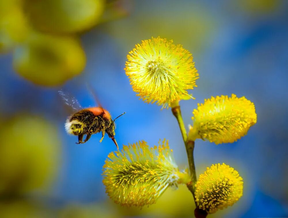 Весеннее небо. Солнечная весна. Солнечный апрель. Ранняя весна. Солнечный апрель.