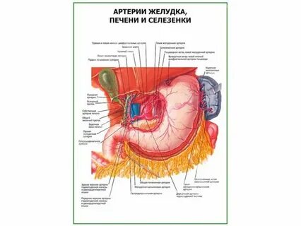 Печень и желудок развиваются из