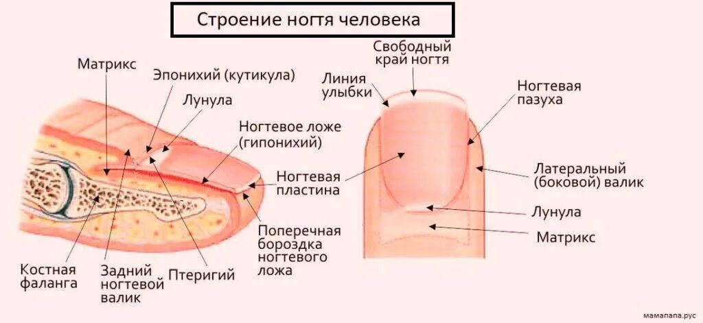 Как изменится количество витамина а после пореза. Строение ногтя вид сбоку. Структура ногтевой пластины. Строение ногтевого ложа рисунок. Ноготь строение анатомия схема.