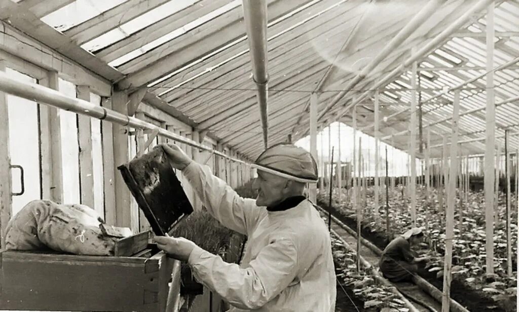 Колхоз имени молотова село биклянь. Маршрут до садовода на метро. Совхоз выхино. Район выхино ссср. Тепличный совхоз кировец.