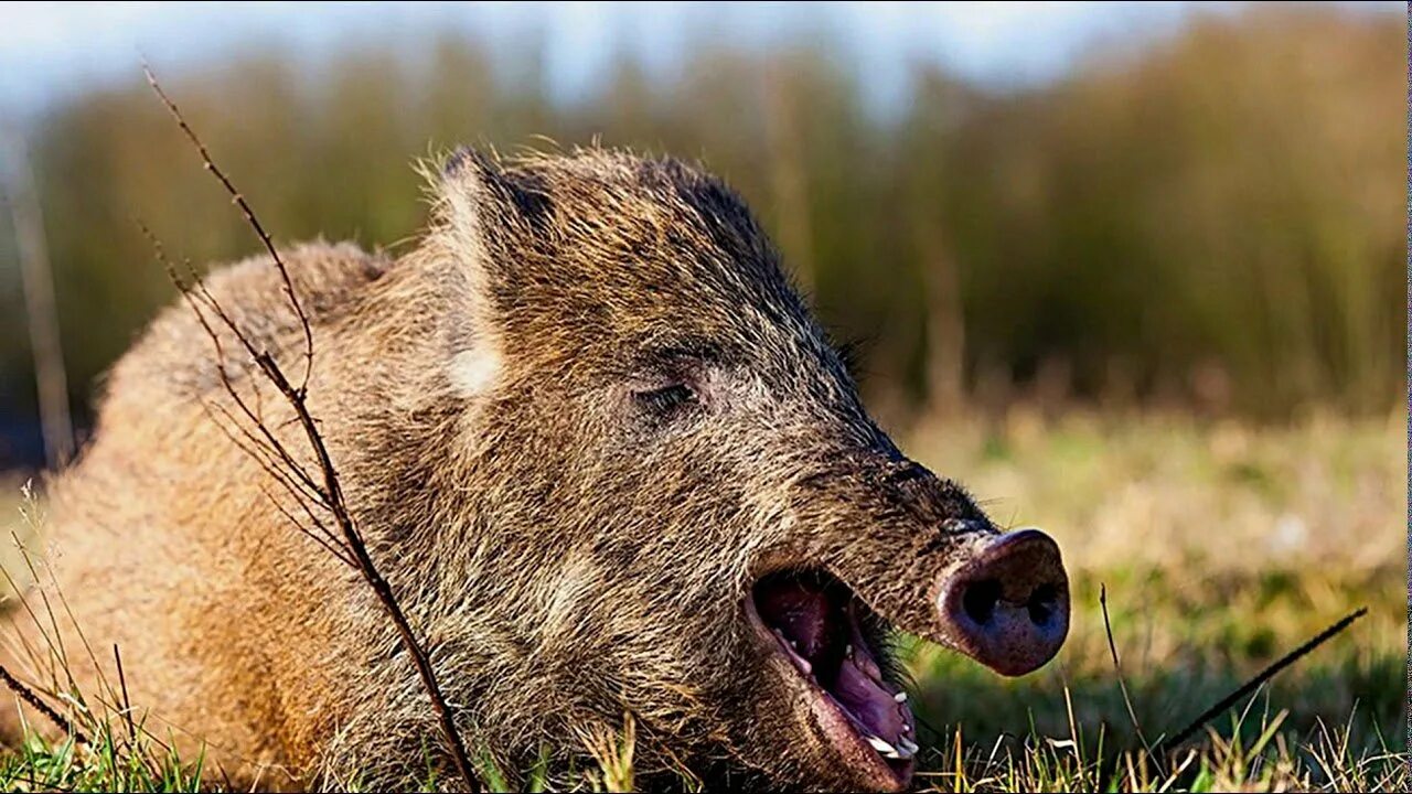 Кабан работает. Кабан в лесу. Дикий кабан. Европейский дикий кабан. Красивый кабан.