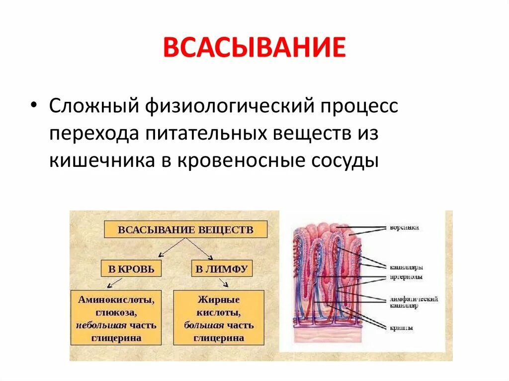 В тонкой кишке происходит всасывание в кровь. Всасывание продуктов расщепления питательных веществ происходит. Всасывание основных питательных веществ происходит. Схема всасывания органических веществ в тонком кишечнике. Что такое всасывание питательных веществ 8 класс.