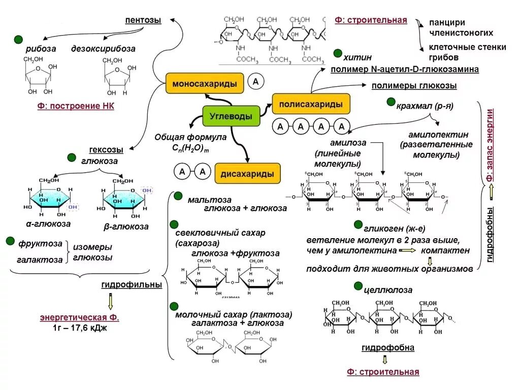 Строение углеводов биохимия. Схема углеводов биология 10 класс. Химическое строение углеводов биохимия. Углеводы схема по биологии 10 класс.