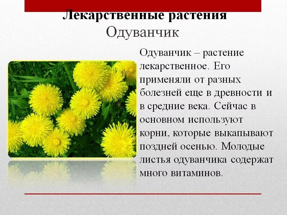 Одуванчик описание. Одуванчик цветок описание. Одуванчик краткое описание. Рассказ про одуванчик. Какой болезни одуванчик