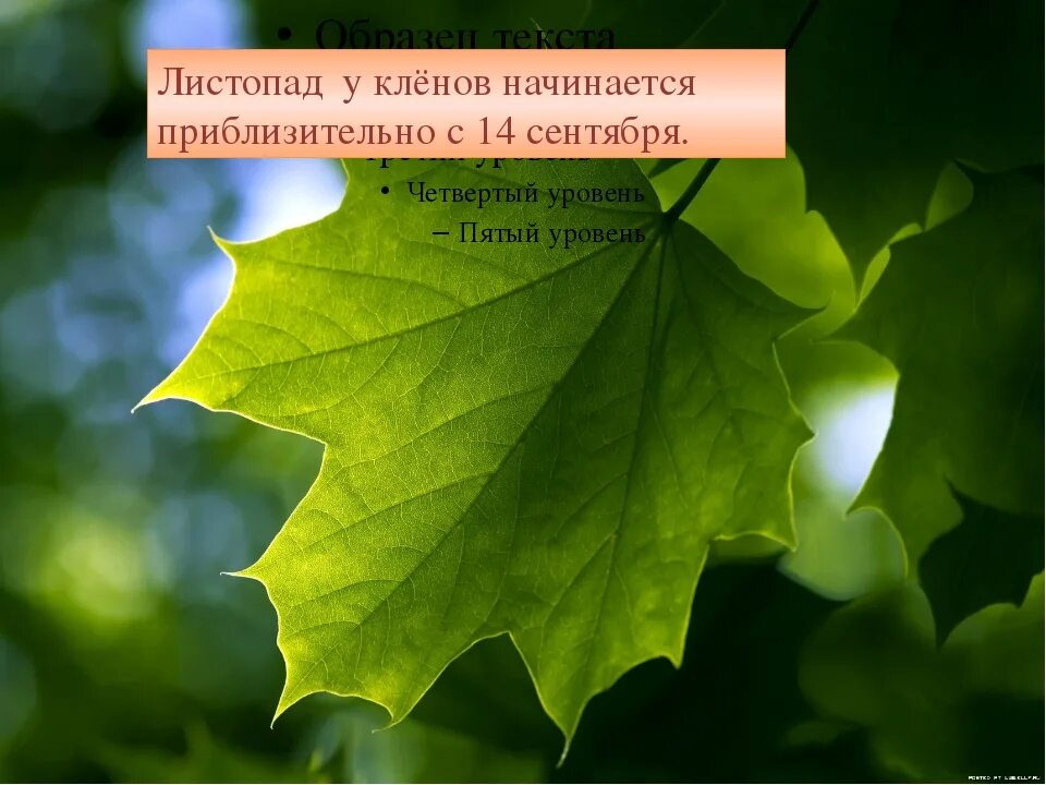 Закончится листопад. Когда заканчивается листопад у липы. листопад клена. когда заканчивается листопад у берез. когда заканчивается листопад у берез у лип у кленов.
