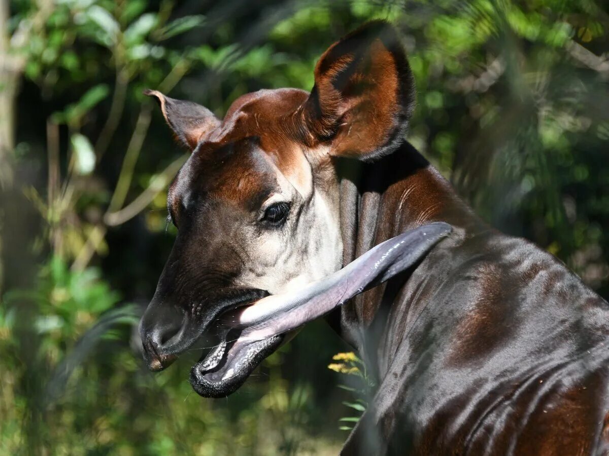 Топ самых животных в мире. Обезьяна горилла. Большехвостая гигантская белка. Филиппинский долгопят это лемур. Горилла.