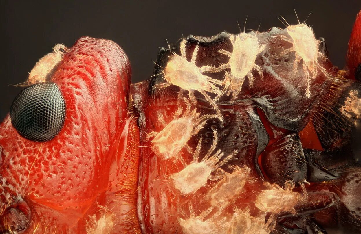 Мошка под микроскопом фото. Астраханская мошкара под микроскопом. Микрофотография Жуков. Астраханская мошка под микроскопом. Насекомые под микроскопом.