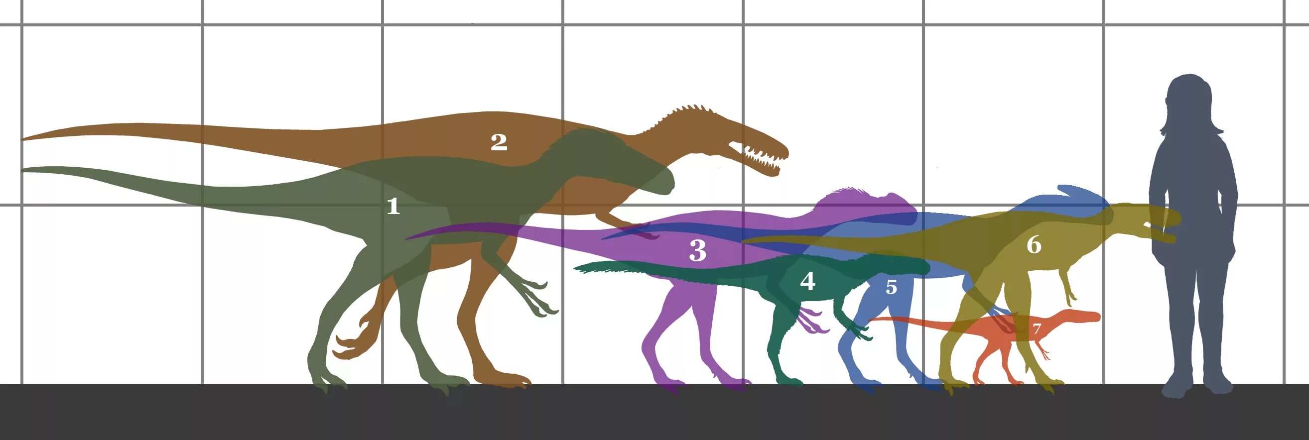 Сравнение динозавров. Тираннозавр тираннозавриды. Xiongguanlong динозавр. Исследование динозавров. Динозавры по сравнению с человеком.