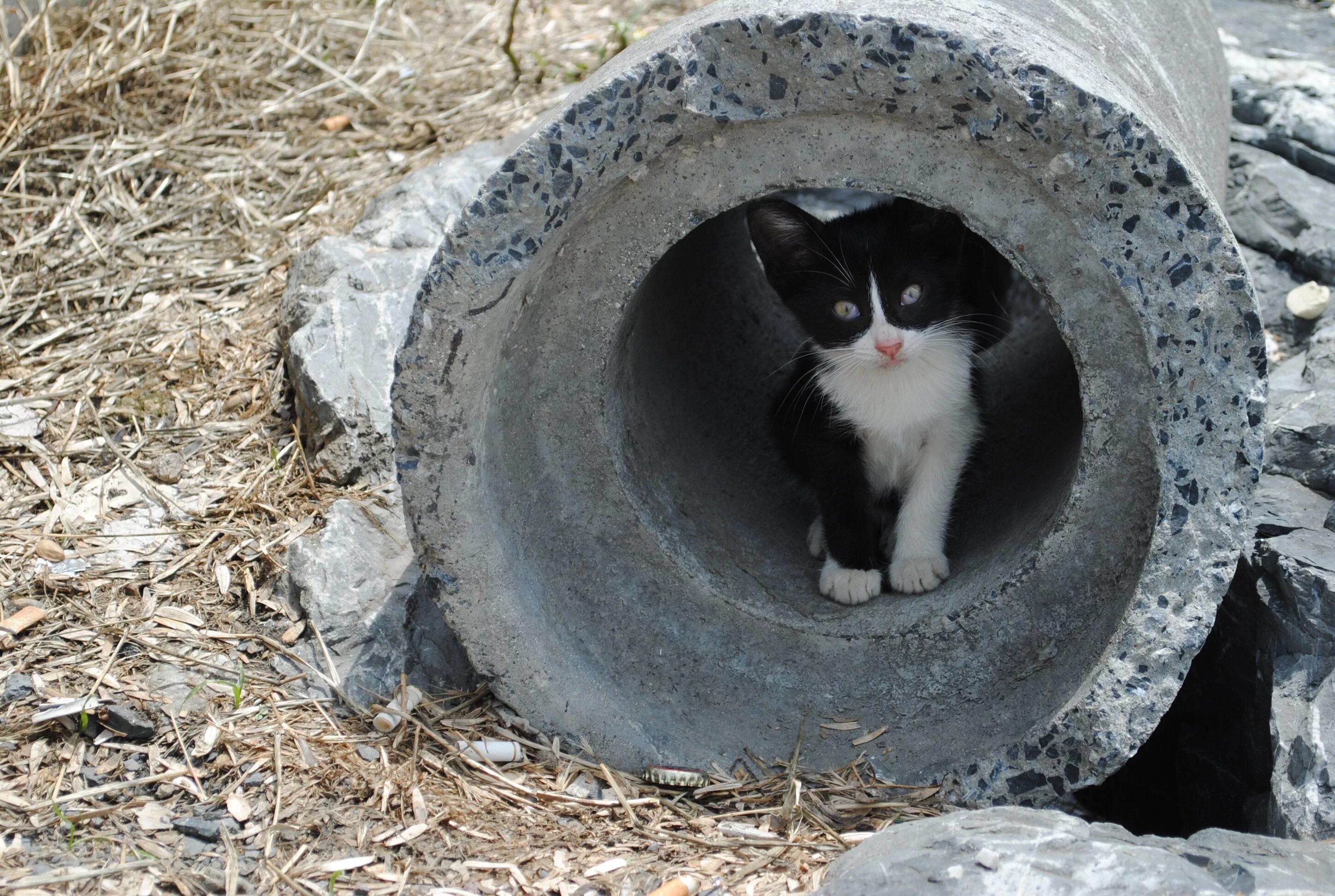 Котенок в трубе. Коты на трубах. Кошачья канализация. Застревают крошки