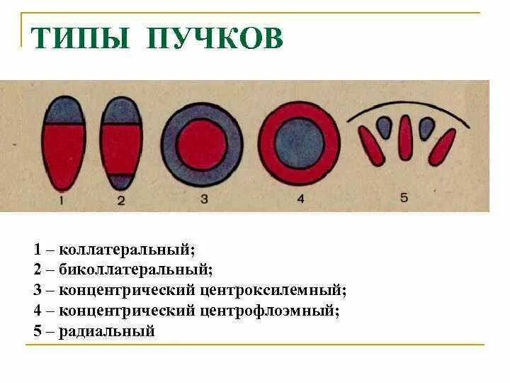 Типы проводящих пучков. Центроксилемный пучок. Типы Пучков. Концентрический центроксилемный. Типы концентрических проводящих Пучков.