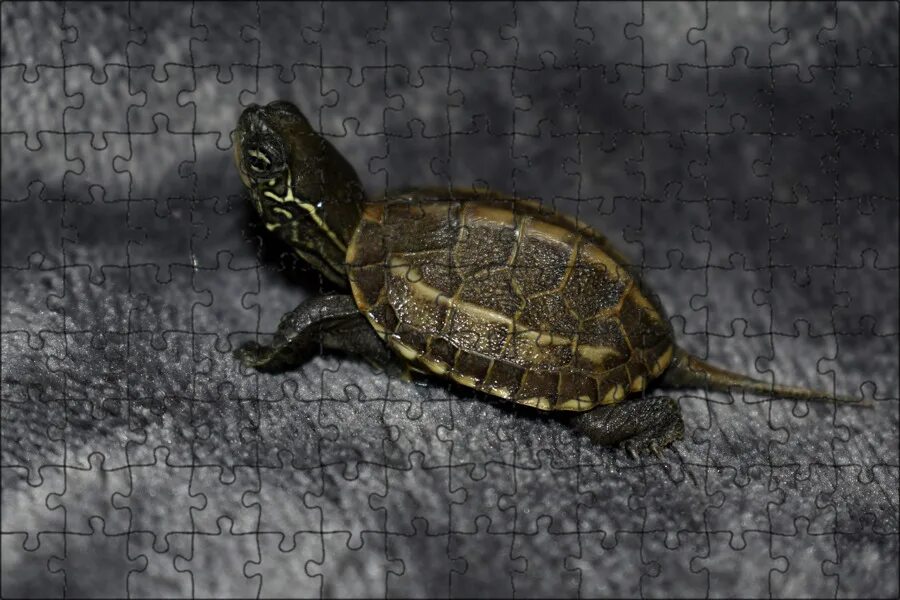 Turtle отзывы. Красноухая черепаха сухопутная. Плоскотелая черепаха. Черепаха сухопутная маленькая. Черепаха домашняя.