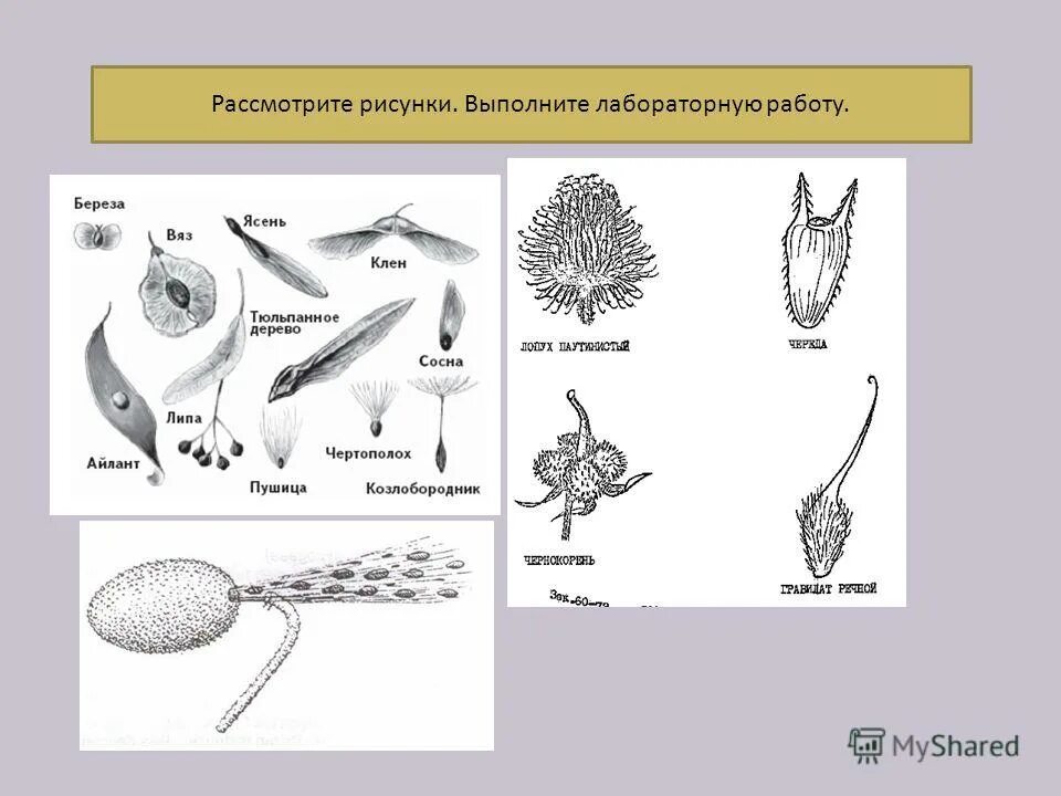 способ распространения плодов ясеня