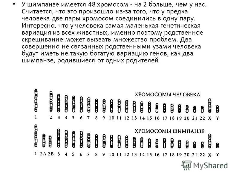 У кого 48 хромосом. У кого 48 хромосом
