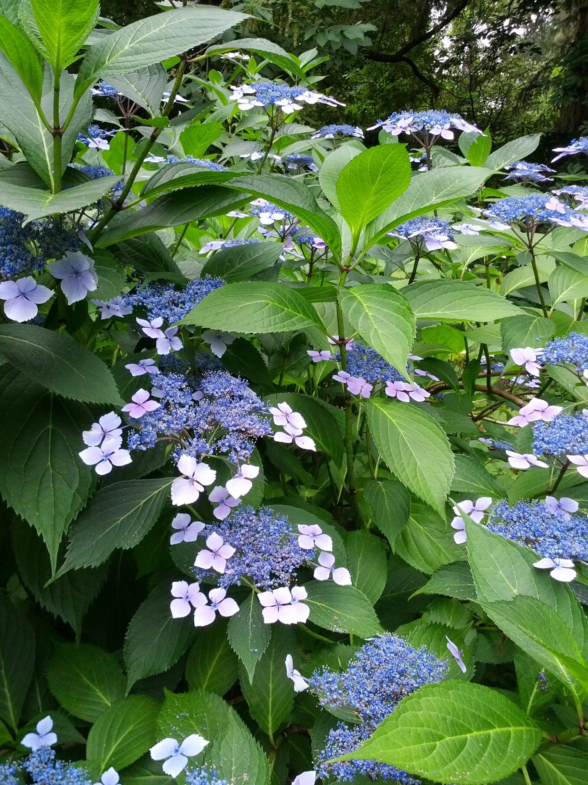 Pin on Hydrangea Family (Hydrangeaceae)