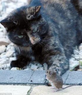 Кот играет с мышью