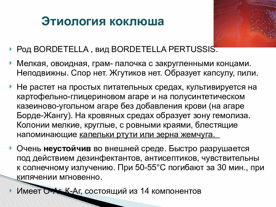 Повторно заболеть коклюшем. Коклюш этиология. Коклюш этиология эпидемиология. Коклюш и паракоклюш микробиология. Коклюш этиология патогенез.