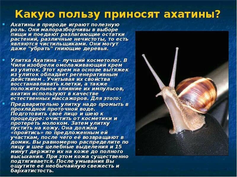 Улитки польза для человека. Польза улиток. Улитки польза для человека. Лечебные улитки ахатины. Минусы улиток ахатин.