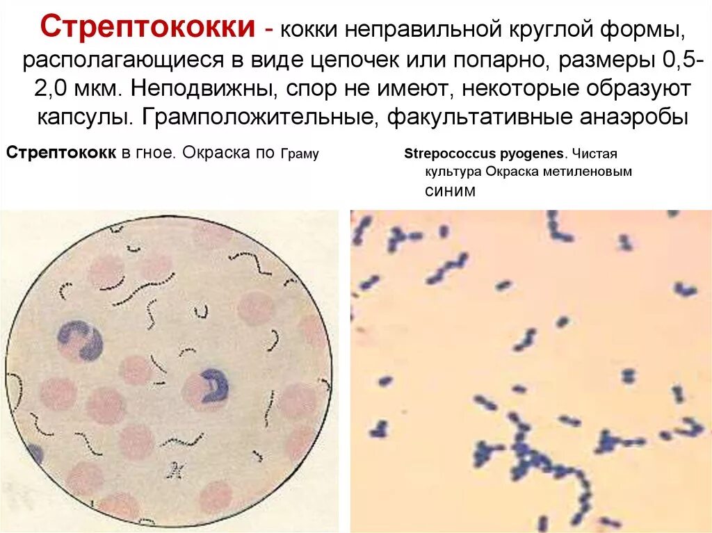 Streptococcus мазок