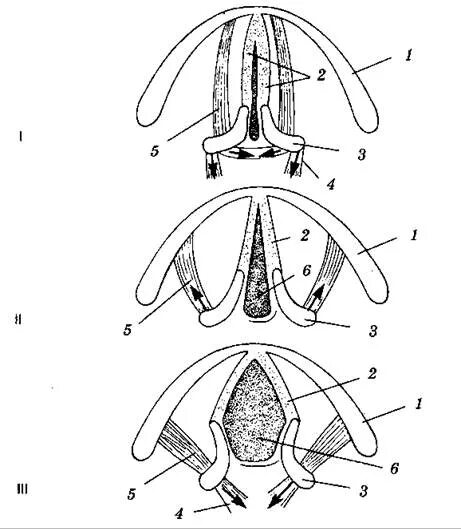 На рисунке изображены различные положения голосовых связок. Положение голосовых связок. Различное положение голосовых связок. Положение голосовых связок при различных функциональных состояниях. Строение голосовых складок.