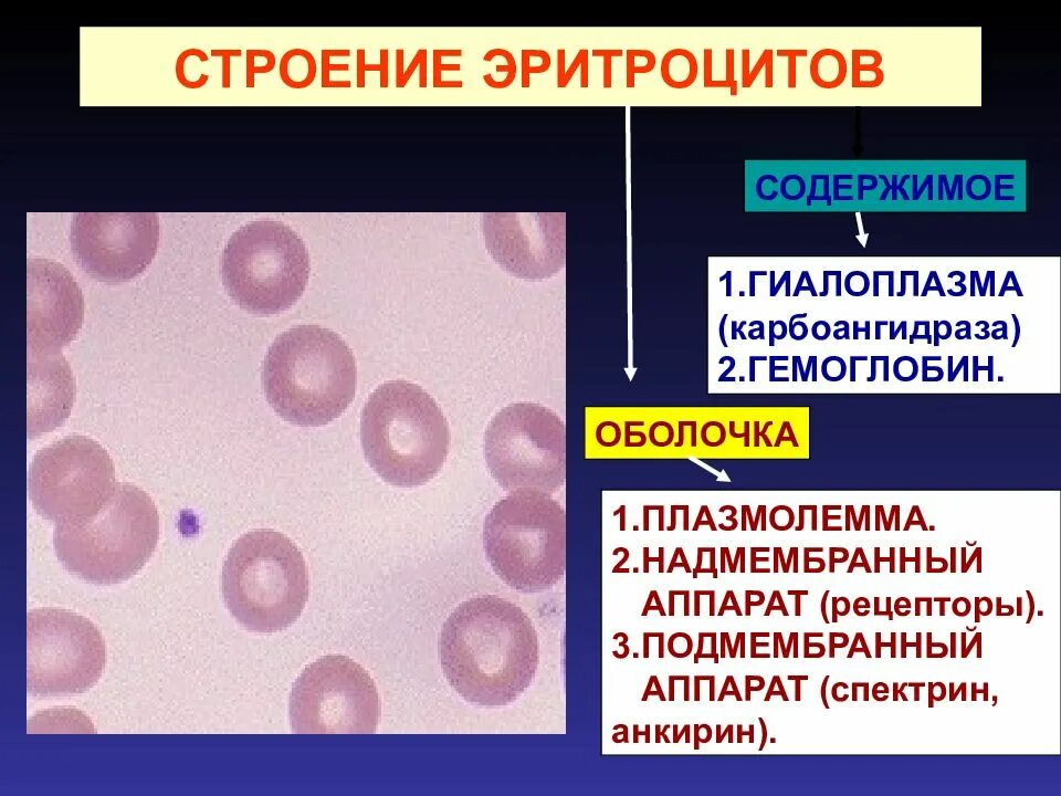 Плазмолемма эритроцита. Строение эритроцитов. Строение эритроцита человека. Схема строения эритроцита.