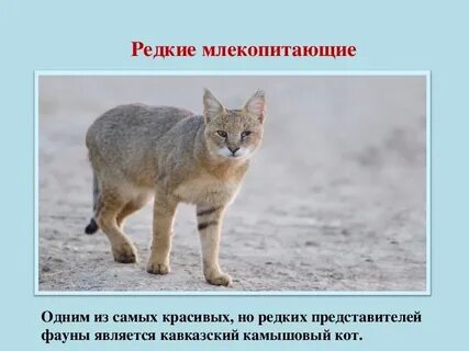 Животные красной книги ставропольского края