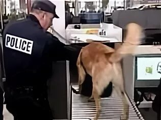Собаки в Амстердаме в аэропорту. Собака проверяет пакет.