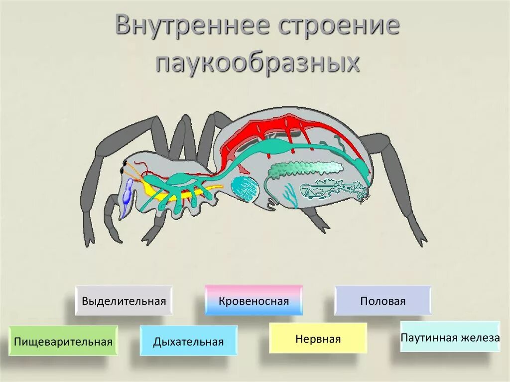 Класс паукообразные отряды. Пищеварительная и выделительная система паукообразных. Пищеварительная система паукообразных 7 класс. Пищеварительная система паука крестовика. Нервная система паукообразных 7 класс биология.