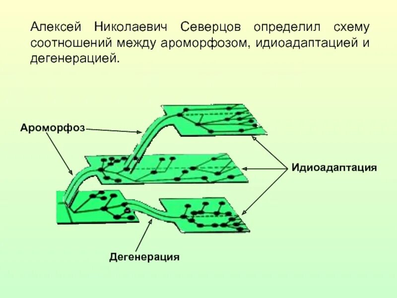 Северцов биологический прогресс. Северцов схема ароморфоз идиоадаптация дегенерация. Направления эволюции ароморфоз идиоадаптация дегенерация. Схема Северцова направление эволюции. Ароморфоз идиоадаптация дегенерация.