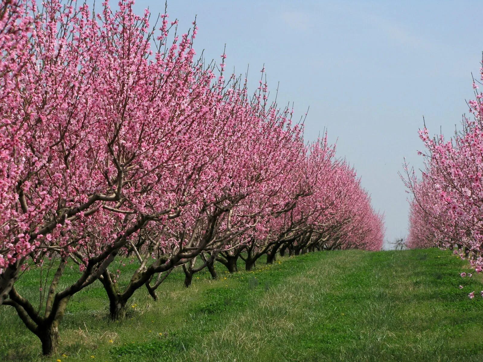 Прунус блоссом. Прунус персик. Персик / Prunus persica. Прунус блоссом розовый. Что цветет розовым в крыму