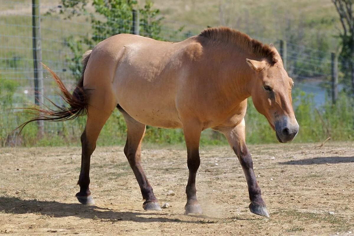 Дикая лошадь тарпан. Породы лошадей пржевальского. Лошадь пржевальского equus przewalskii. Лошадь пржевальского дикая монголия. Пржевальский лошадь пржевальского.