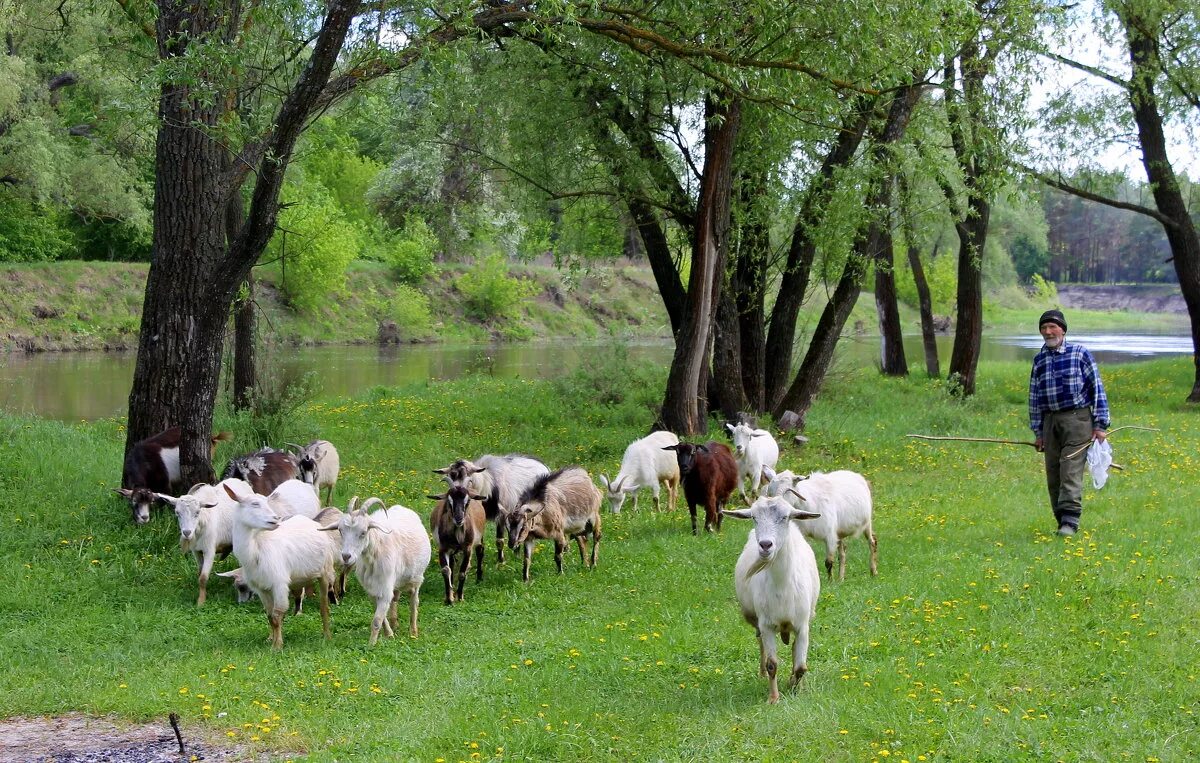 Пастух козлов. Как пасти козу. Козы в горах. Мальчик пасет козу. Пасу коз.