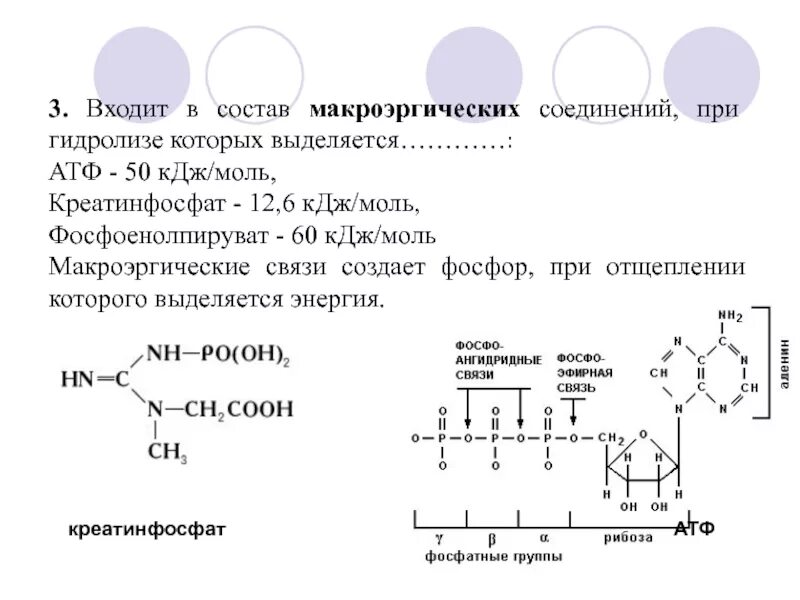 Макроэргические связи в атф. Гидролиз макроэргических связей молекулы АТФ. АТФ И креатинфосфат. Макроэргические соединения фосфоенолпируват. Гидролиз макроэргических связей АТФ проводят эстеразы.