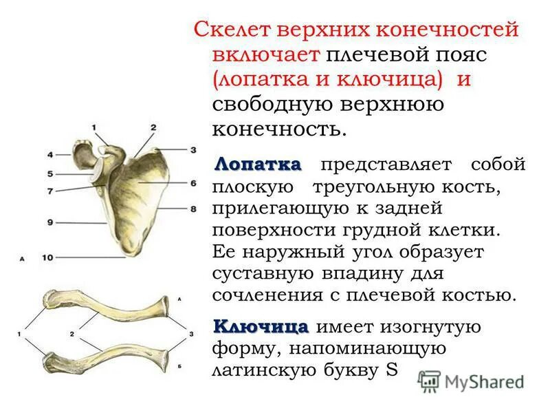 лопатка какой отдел скелета. скелет пояса и свободной верхней конечности. лопатка и ключица анатомия человека. кости лопатки анатомия. строение лопатки и ключицы.