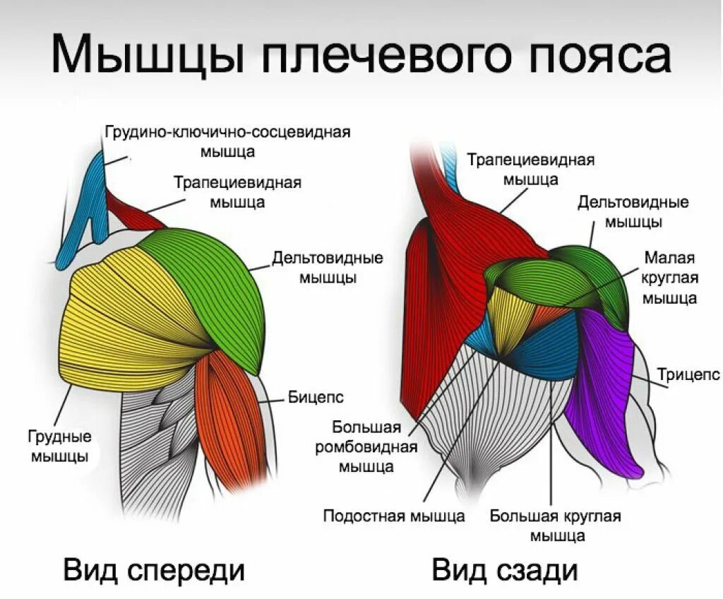Положение пучков. Дельтовидная мышца плеча анатомия. Дельтовидная мышца схема. Мышцы верхнего плечевого пояса анатомия. Занятия для дельтовидной мышцы плеча.