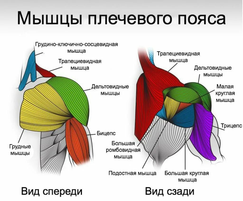 Из каких мышц состоит. Мышцы плечевого пояса анатомия дельтовидная мышца. мышцы верхнего плечевого пояса анатомия. дельтовидные мышцы верхнего плечевого пояса анатомия мышц. рисунок мышц верхнего плечевого пояса.