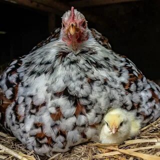 К чему снится цыплята живые