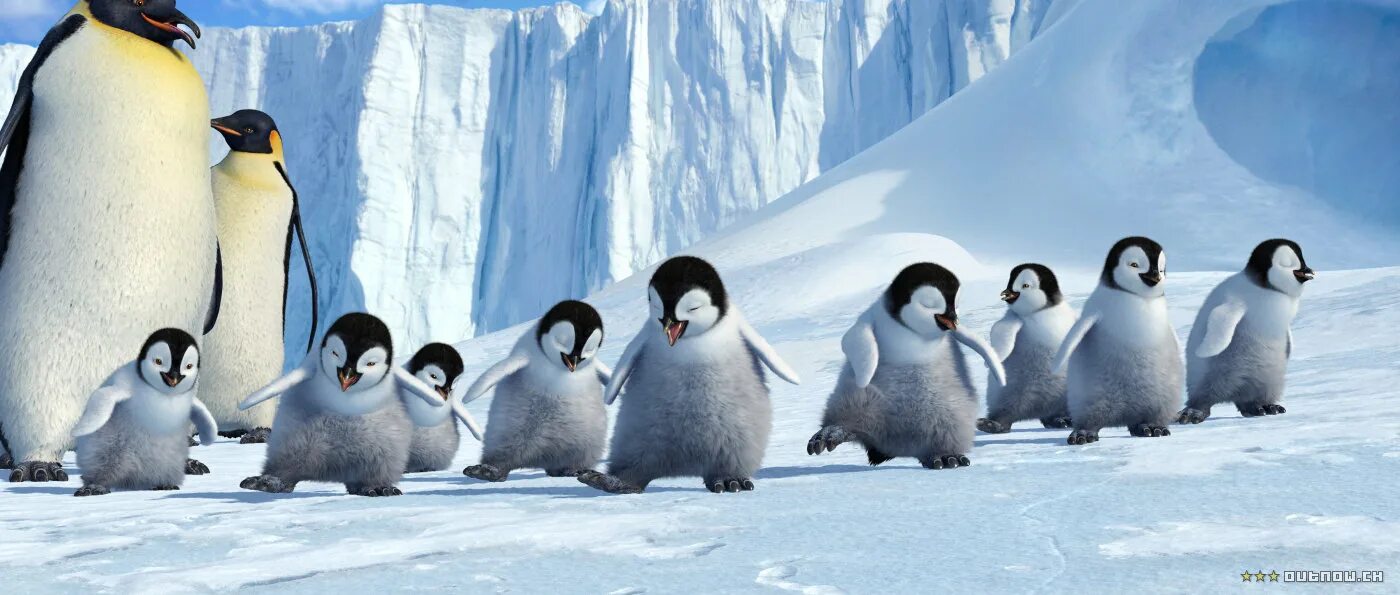 пингвин картинка. делай ноги группа. делай ноги мамбл. делай ноги / happy feet (2006). пингвины на льдинах.